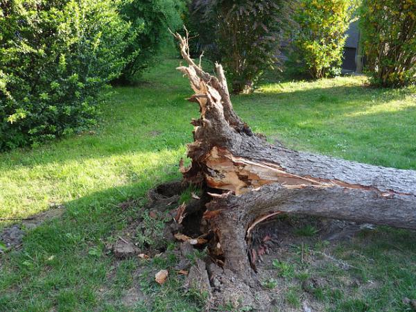 uses-for-a-fallen-tree-after-tree-removal-in-denver